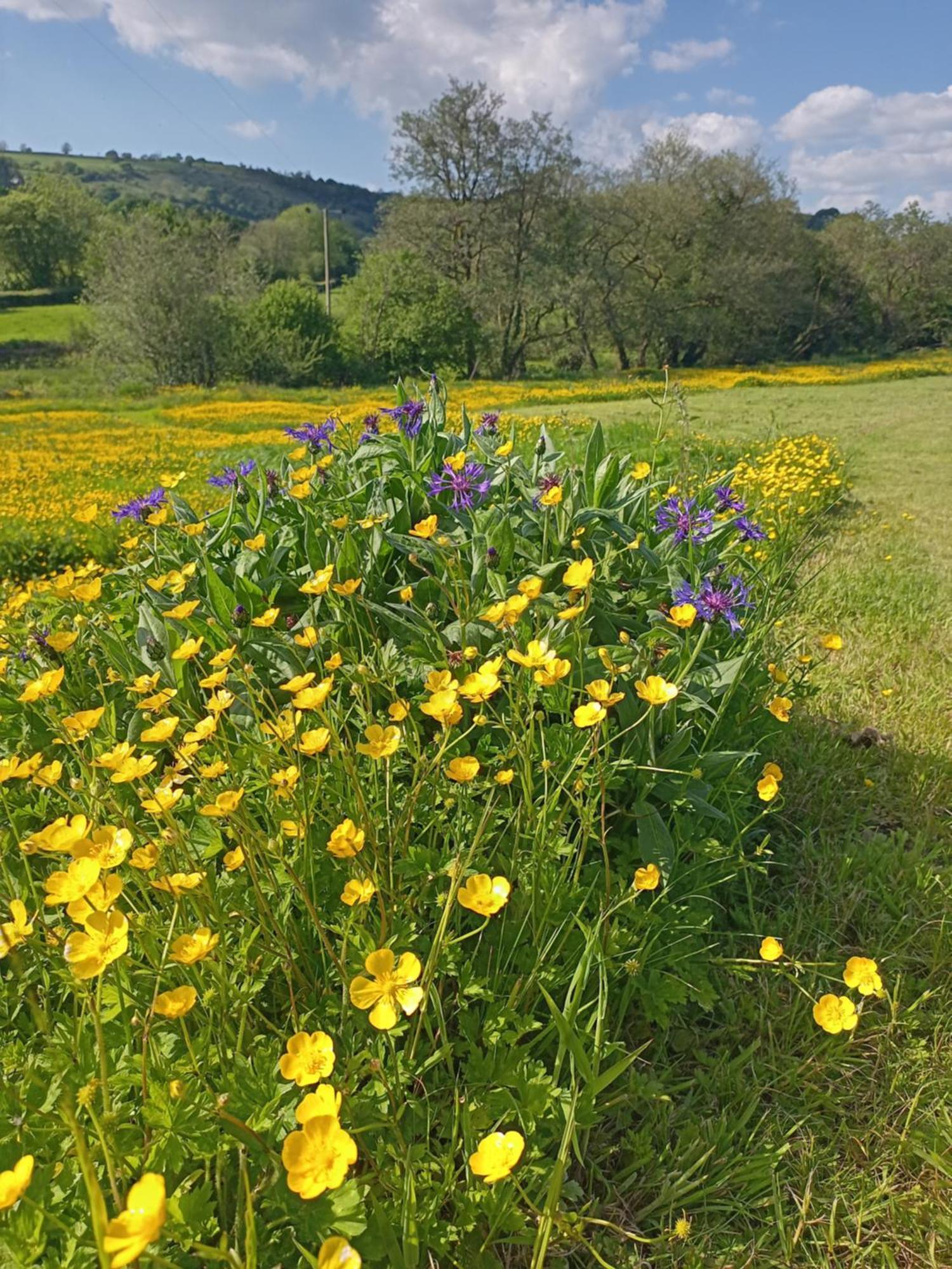 Oak Tree Farm Hotell Llanfynydd Eksteriør bilde